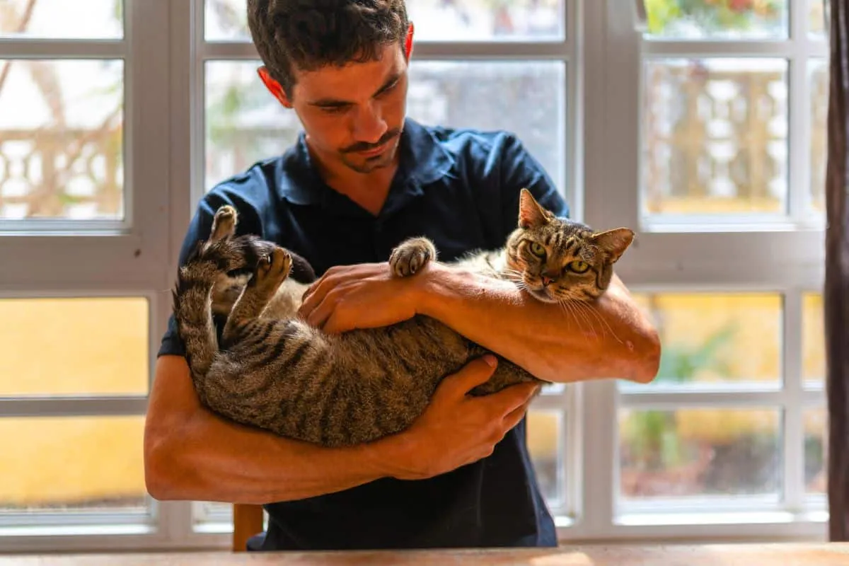 Vergeten katten hun baasjes echt niet?