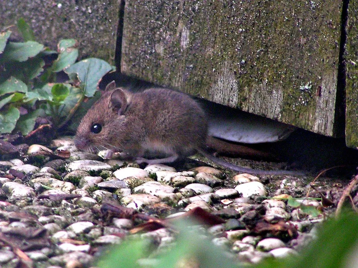 Laurierblaadjes als huismiddel tegen knaagdieren