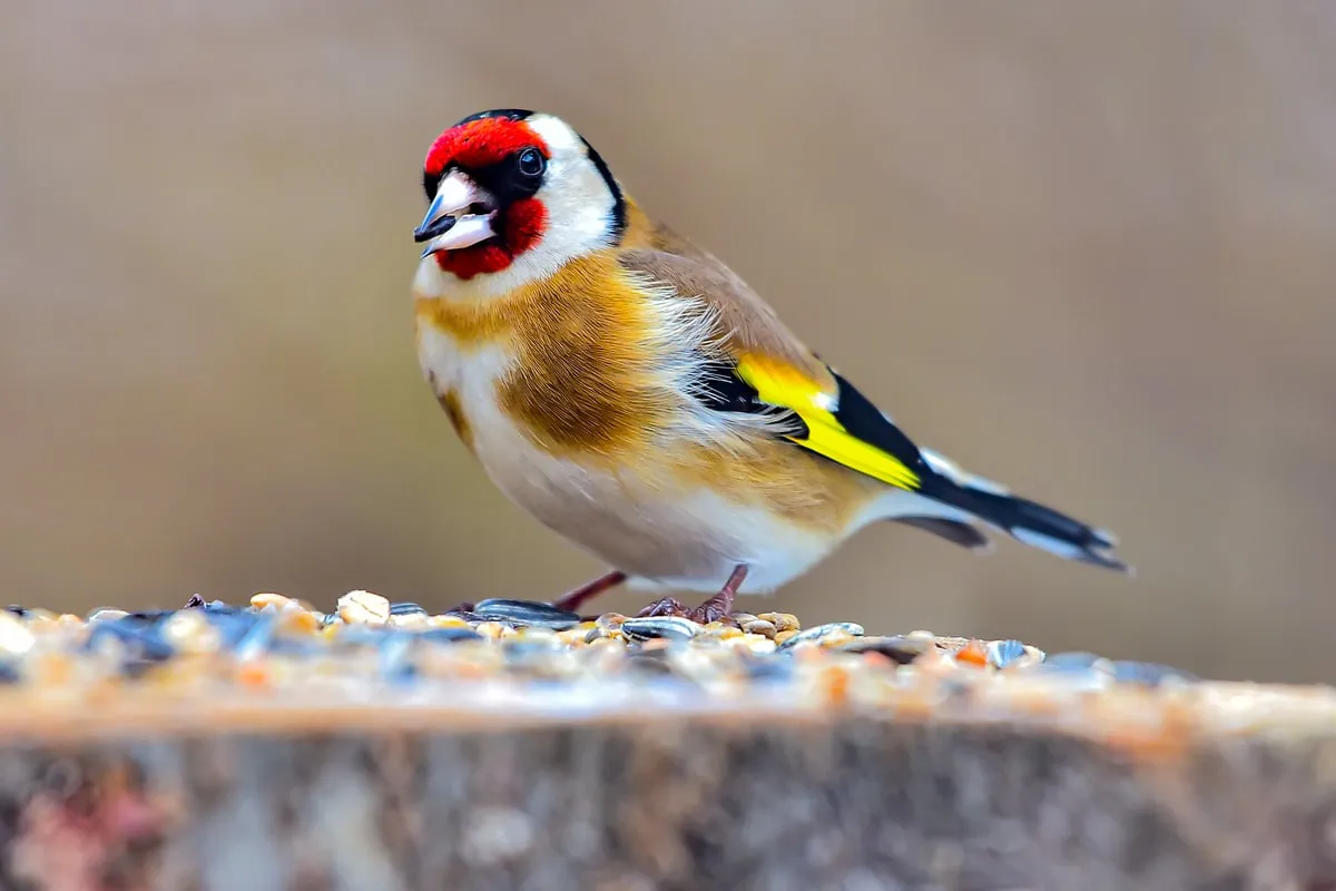De onverwachte verschijning van de putter: een vogel met veel betekenis